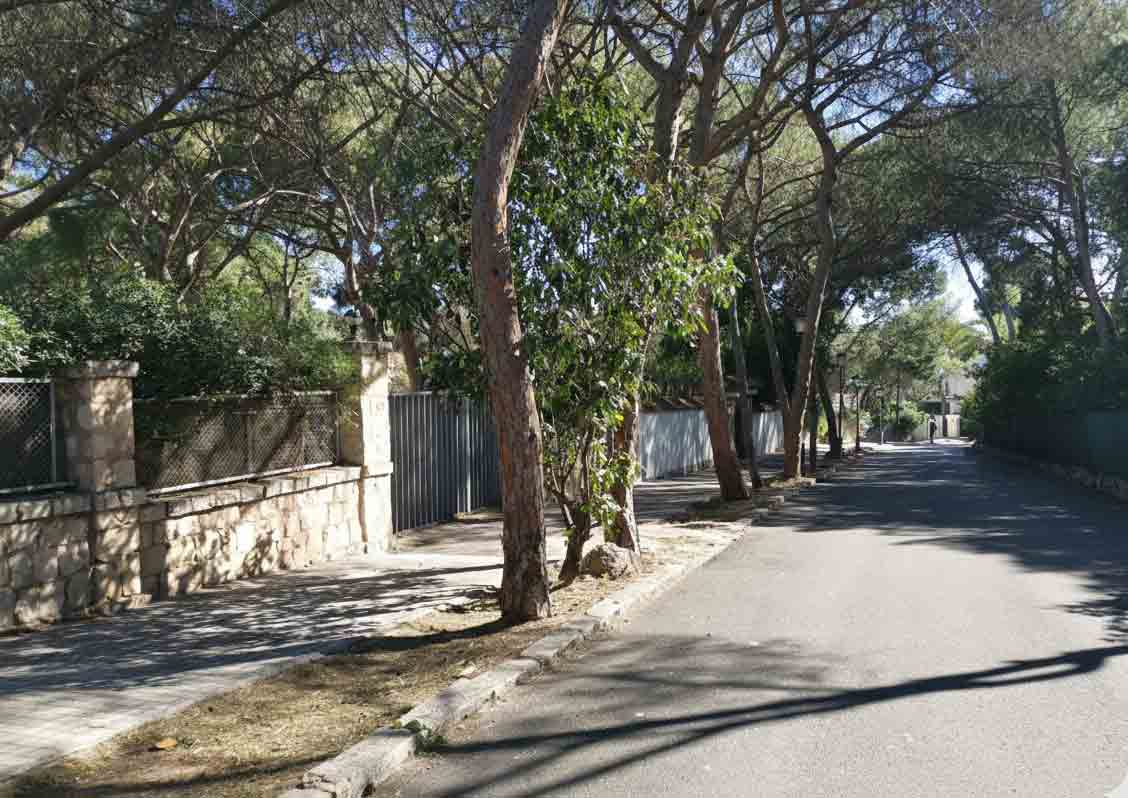 A Campolivar street bordered by a low stone wall and tall pines.
