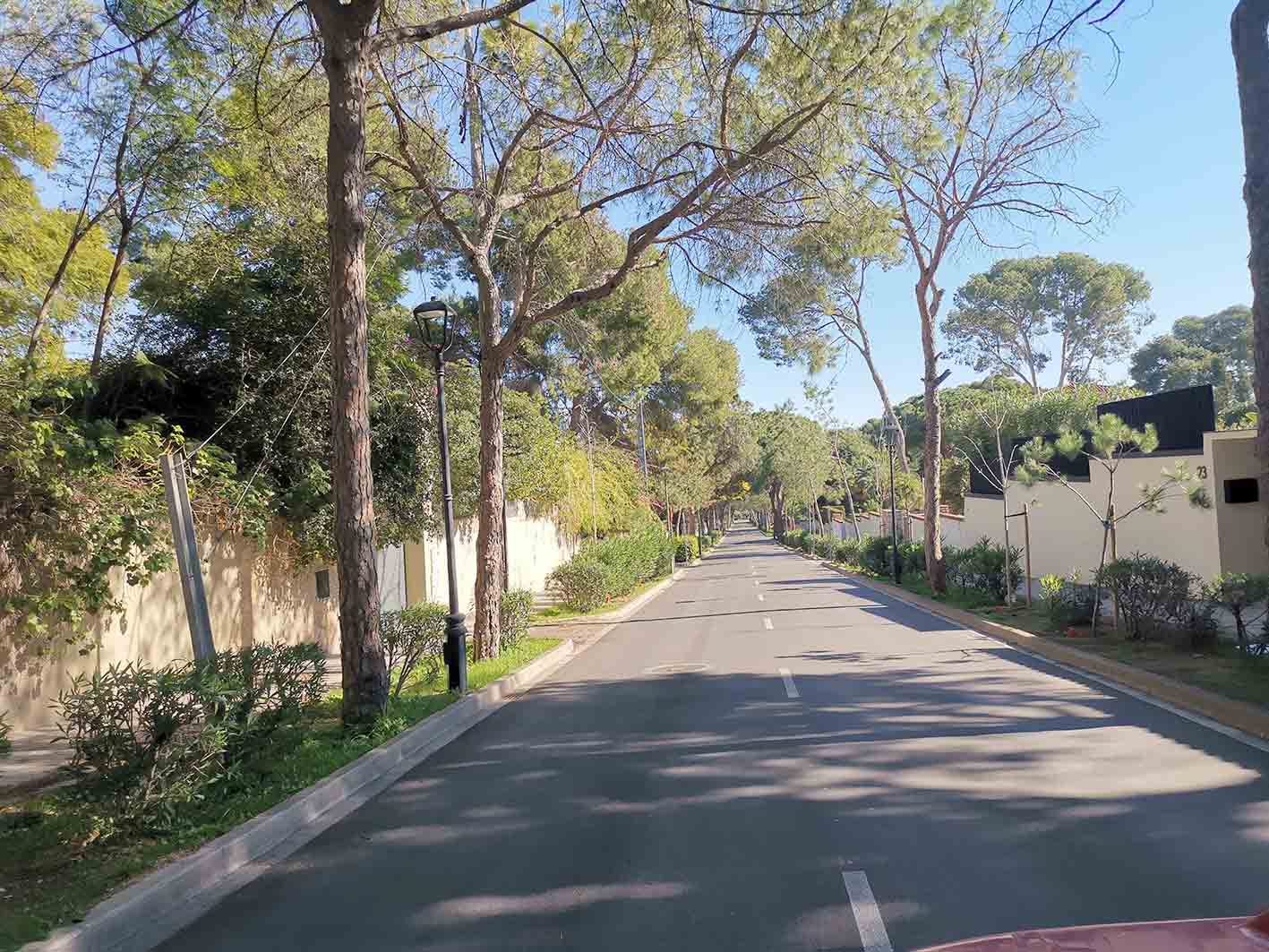 A tree-lined avenue in Campolivar, Valencia, framed by mature umbrella pines and white perimeter walls.