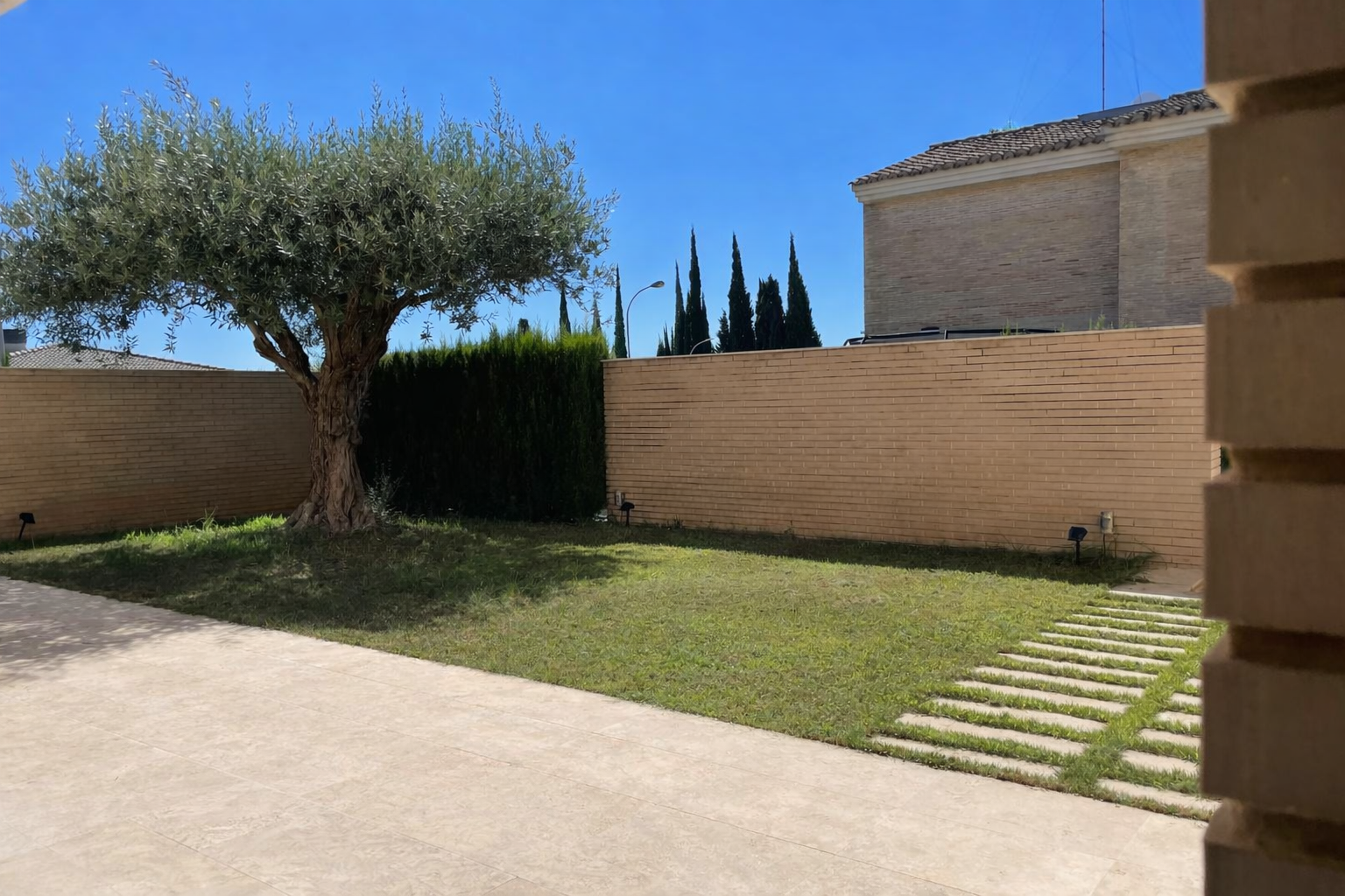 A Campolivar garden with a mature olive tree and lawn, enclosed by brick walls.