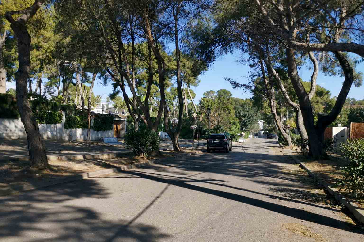 A quiet, shaded Campolivar street arched by mature umbrella pines, with villas set behind white walls.